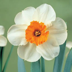 Daffodils classification, Daffodils types, Daffodils Groups, Narcissus classification, Narcissus types, Narcissus Groups, Narcissus Divisions, Daffodils Divisions